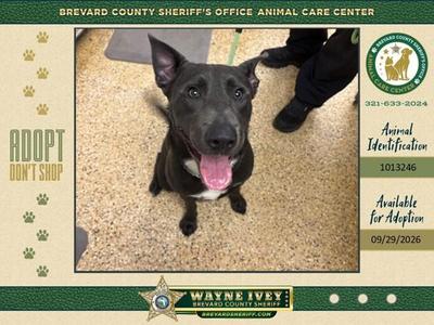 Cricket, Mixed Breed, adult, available for adoption