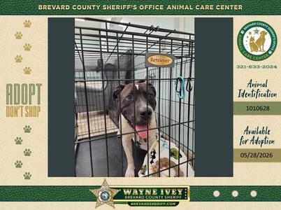 A dog with a black and white coat, panting with its tongue out, is in a metal cage. The cage has a sign that says 'Retriever'. The dog is wearing a white cloth with green and brown patterns. Text on the left says 'ADOPT DON'T SHOP'. Text on the right has information about the Brevard County Sheriff's Office Animal Care Center, including a phone number, animal ID, and availability date.