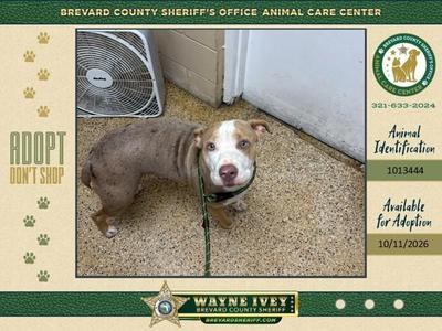 Belladonna, Mixed Breed, adult, available for adoption