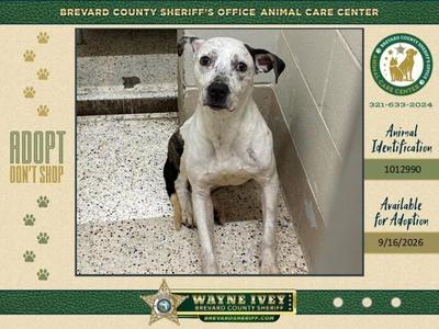 Beatrice, Mixed Breed, adult, available for adoption