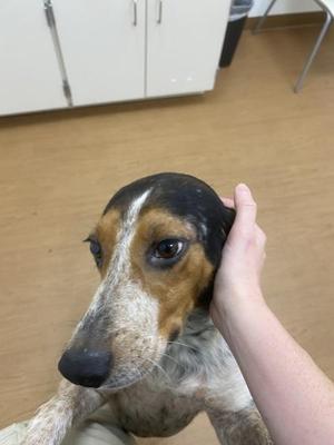 A close-up of a dog being petted by a person's hand. The dog has a black, brown, and white coat with a long snout and floppy ears. The background shows a wooden floor and white cabinets.