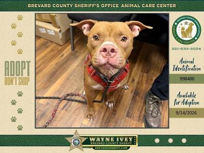 Connor, Mixed Breed, adult, available for adoption