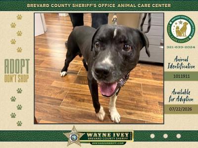 Banjo, Mixed Breed, adult, available for adoption
