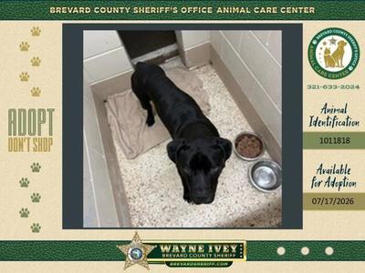 A black dog lying on a blanket in a kennel with a bowl of food and water nearby.