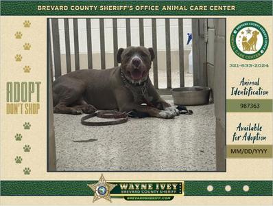 Button, Mixed Breed, adult, available for adoption