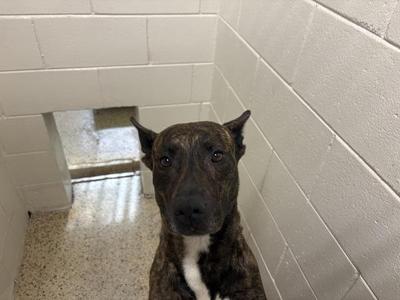 A brindle colored dog with pointy ears and a white chest patch looks directly at the camera. The dog is in a room with white cinder block walls and a speckled floor.