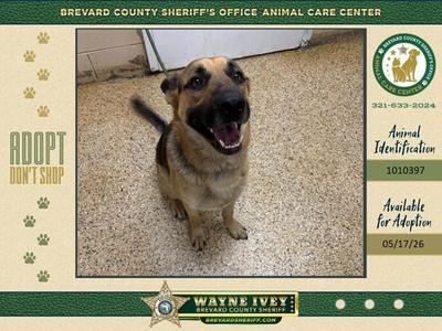 Adler, Mixed Breed, adult, available for adoption