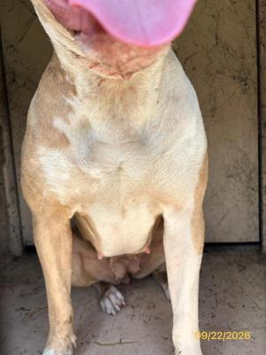 Chica, Mixed Breed, adult, available for adoption