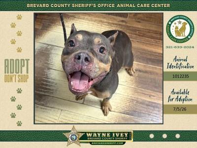Elmira, Mixed Breed, adult, available for adoption