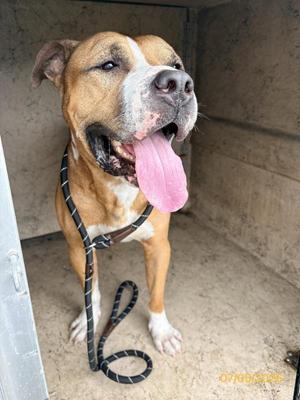 Cappuccino, Mixed Breed, adult, available for adoption