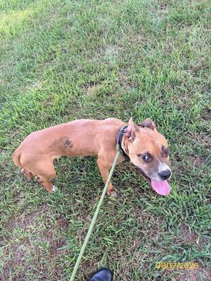 A brown dog with a black collar and a green leash standing on grass, with its tongue out.