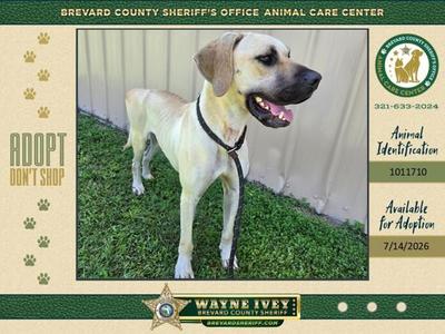 Calzone, Mixed Breed, adult, available for adoption