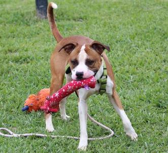 A brown and white dog with a red and orange toy in its mouth, standing on grass.