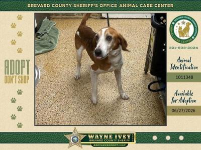 Billie Ray, Mixed Breed, senior, available for adoption