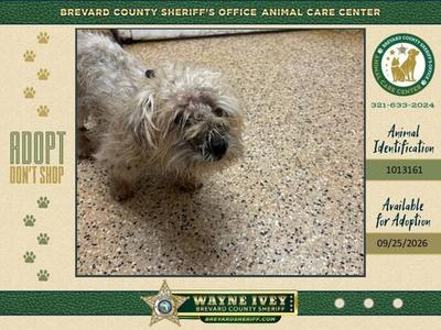 Casey, Mixed Breed, adult, available for adoption