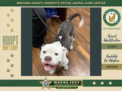 A white and grey dog with its mouth open, wearing a collar and leash, stands on a wooden floor next to a person's legs. The background includes text related to the Brevard County Sheriff's Office Animal Care Center and adoption information.