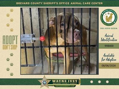 Connor, Mixed Breed, adult, available for adoption