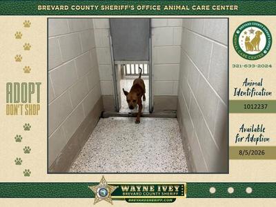 Enid, Mixed Breed, adult, available for adoption