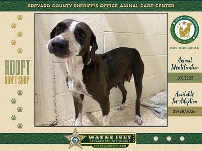 Alice, Mixed Breed, adult, available for adoption