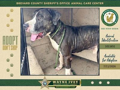 Espresso, Mixed Breed, senior, available for adoption