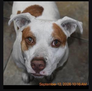 Brienne, Mixed Breed, adult, available for adoption