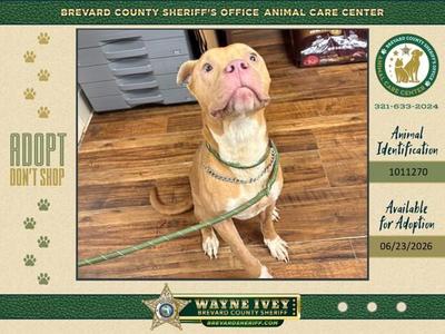 Dancer, Mixed Breed, senior, available for adoption