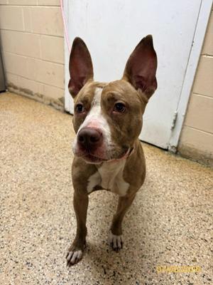Carmel Swirl, Mixed Breed, adult, available for adoption