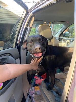 Daisy, Mixed Breed, senior, available for adoption