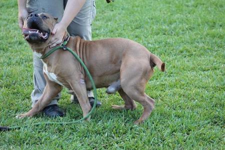 A brown pitbull type dog on a leash being petted by a person
