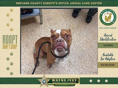 Bucky, Mixed Breed, adult, available for adoption