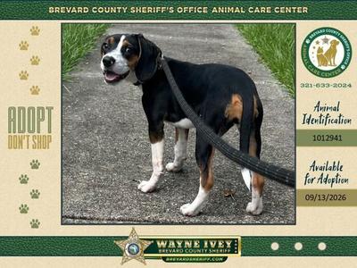 Brie, Mixed Breed, young, available for adoption