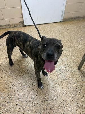 Diesel James, Mixed Breed, senior, available for adoption