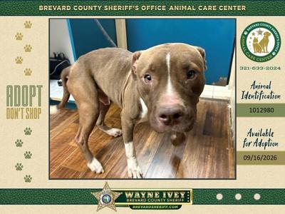 Chico, Mixed Breed, adult, available for adoption