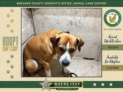 Doug, Mixed Breed, adult, available for adoption