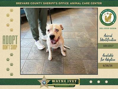 Deputy Pickles, Mixed Breed, adult, available for adoption