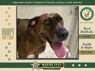 Baked Potato, Mixed Breed, adult, available for adoption