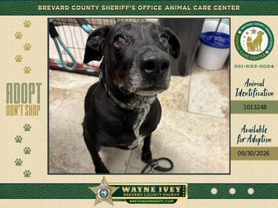 Canna, Mixed Breed, adult, available for adoption