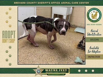 Archie, Mixed Breed, adult, available for adoption