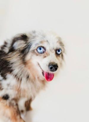 A close-up of a dog with blue eyes and a fluffy coat, sticking out its tongue.