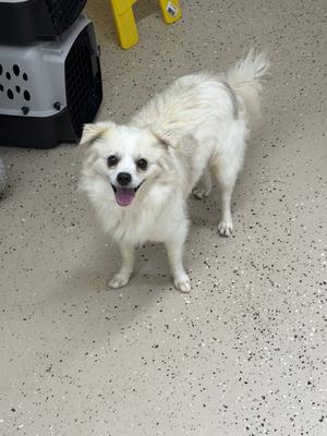 Sheldon, Chihuahua, young, available for adoption