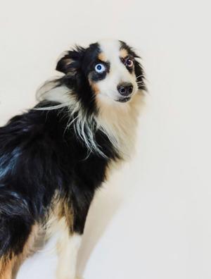A black and white dog with blue eyes standing on a white background.