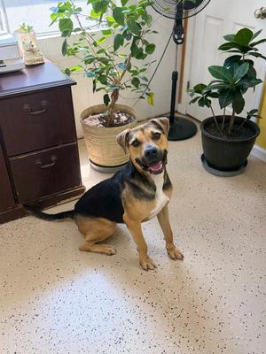 Loki, German Shepherd Dog / Beagle, young, available for adoption