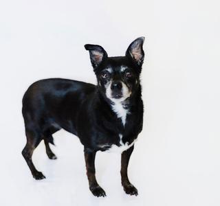 A black and white dog standing on a white background