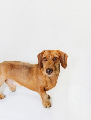 A brown dachshund standing on a white background.