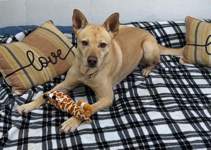Groot, German Shepherd Dog / Labrador Retriever, adult, available for adoption