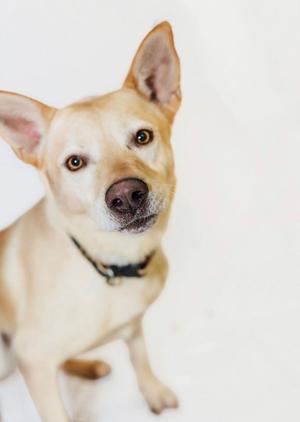 A light-colored dog with perked ears and a black collar, looking directly at the camera.