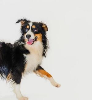 A black, white, and brown dog with a happy expression, running on a white background.
