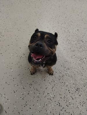 Sapphire, adult, available for adoption