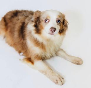 A fluffy brown and white dog lying on a white surface.
