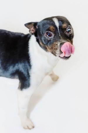 A black and white dog licking its nose